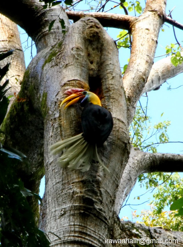 Hornbill (male)