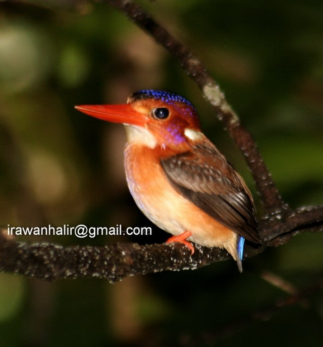 Sulawesi Dwarf Kingfisher (Ceyx fallax)