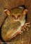 tarsius..@..