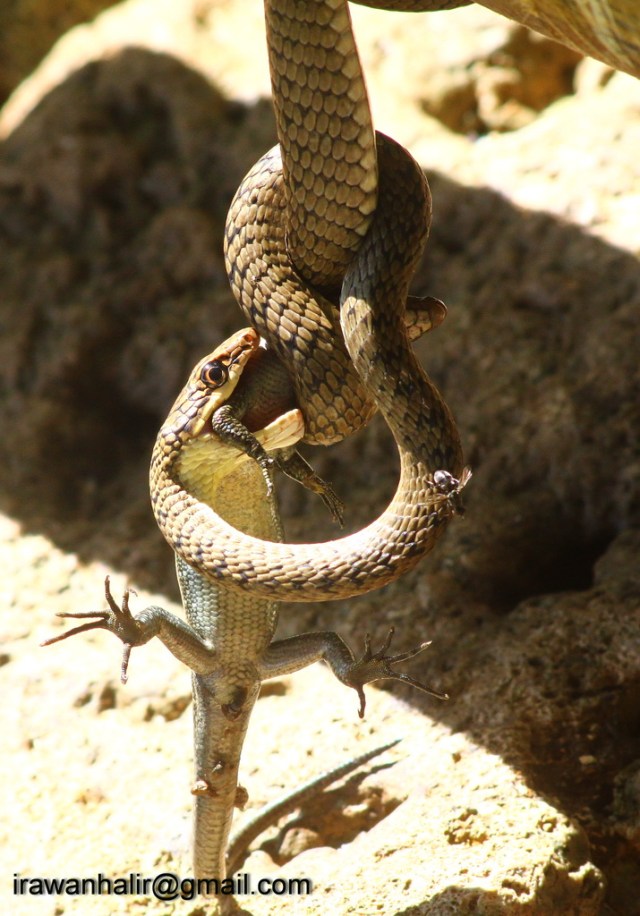Brown Snake VS Lizard
