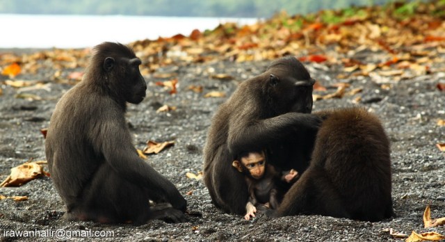 Grooming