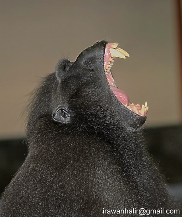 M.nigra