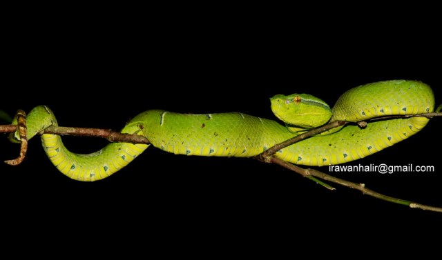 pit-viper