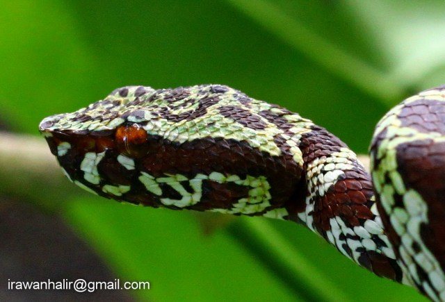 Tropidolaemus laticinctus,,..