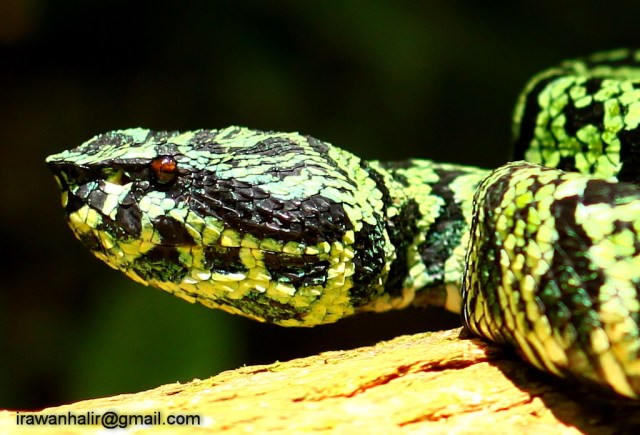 Tropidolaemus laticinctus'''