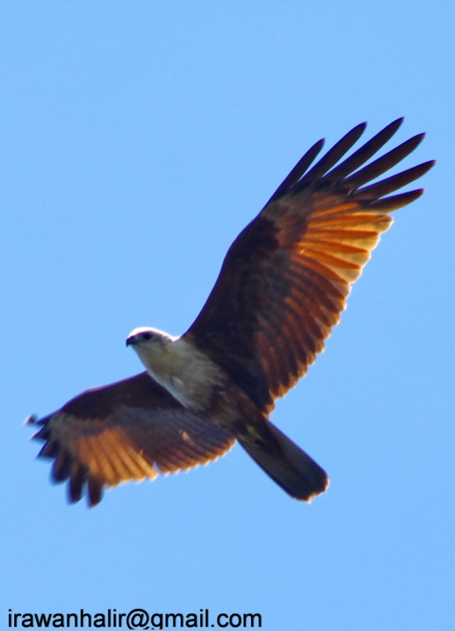 Brahminy kite (Haliastur indus).,.