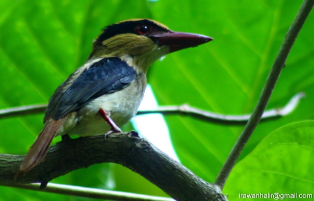 Lilac-Cheeked Kingfisher