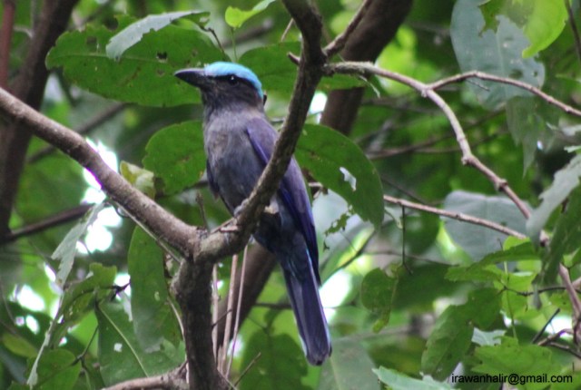Purple Wing Roller