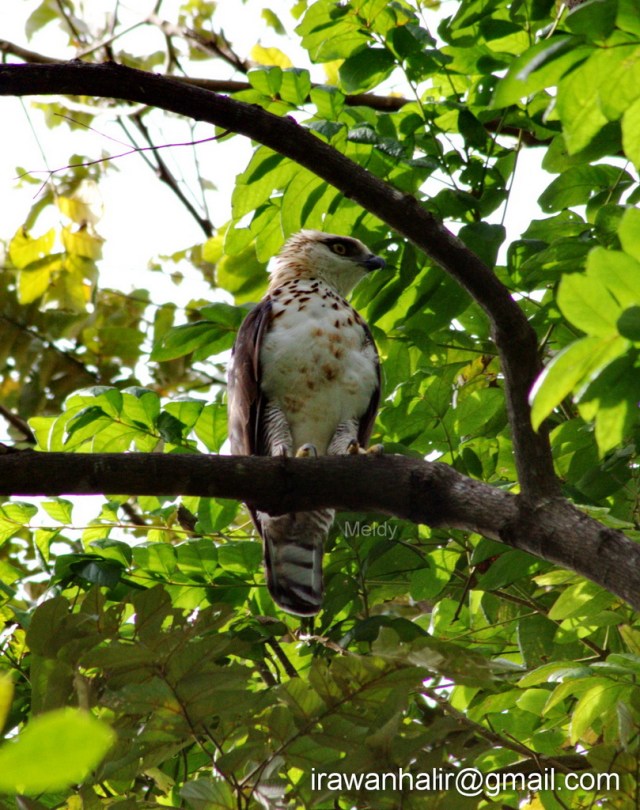 Sulawesi Hawk Eagle (Spizaetus lanceolatus) juv