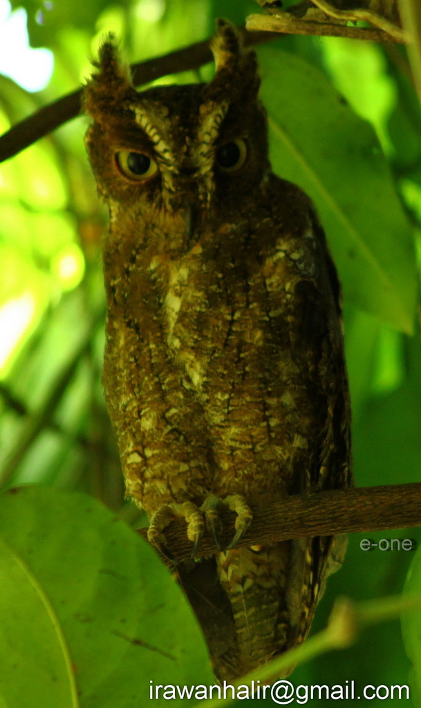 Sulawesi Scopsowl (Otus manadensis)