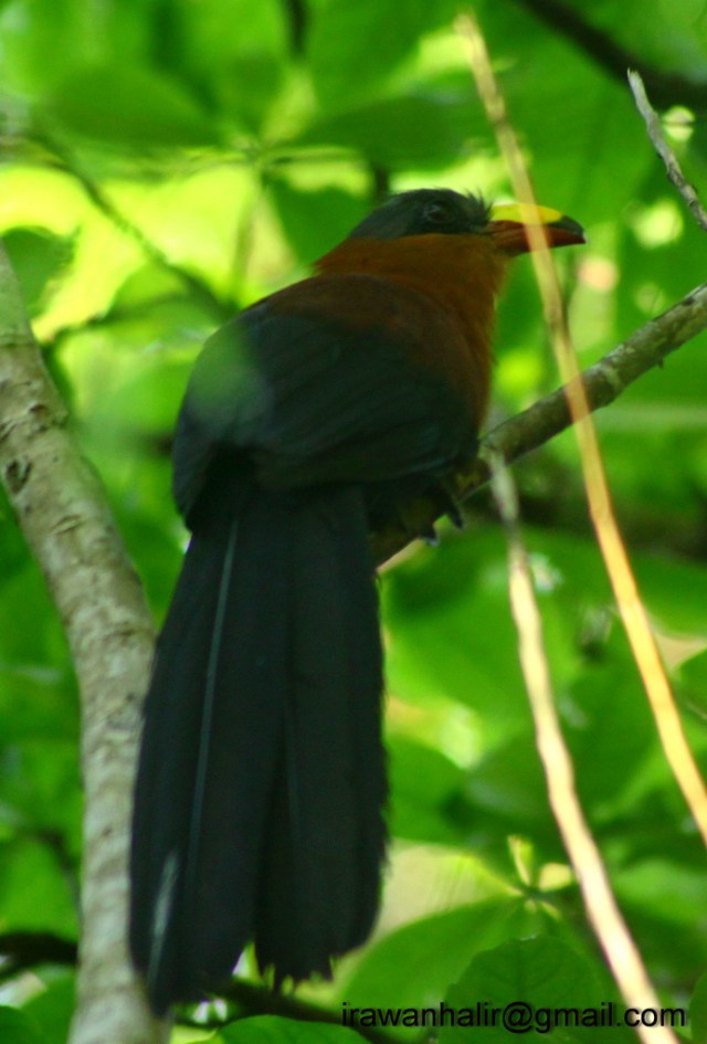 Yellow billed malkoha