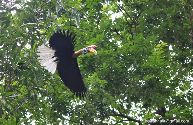 Flying Hornbill