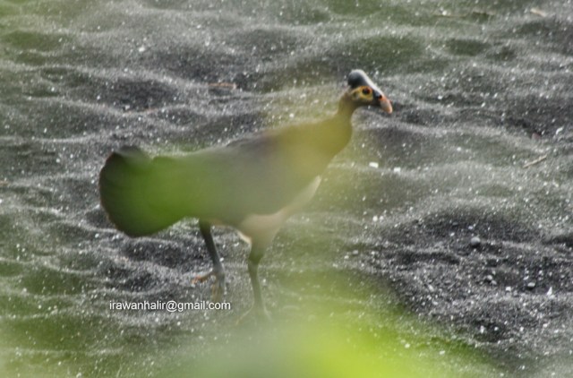 Maleo
