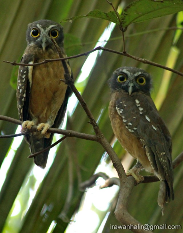 Ninox