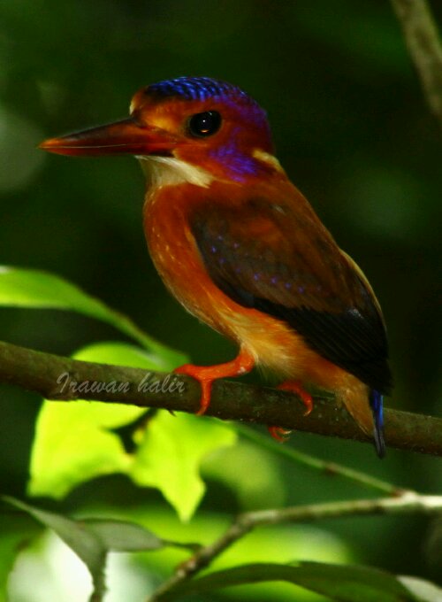 Dwarf kingfisher.jpg image