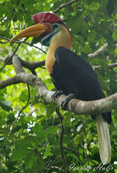 Hornbill 01.jpg image