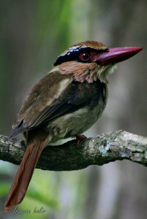 Lilac- cheeked Kingfisher.jpg image