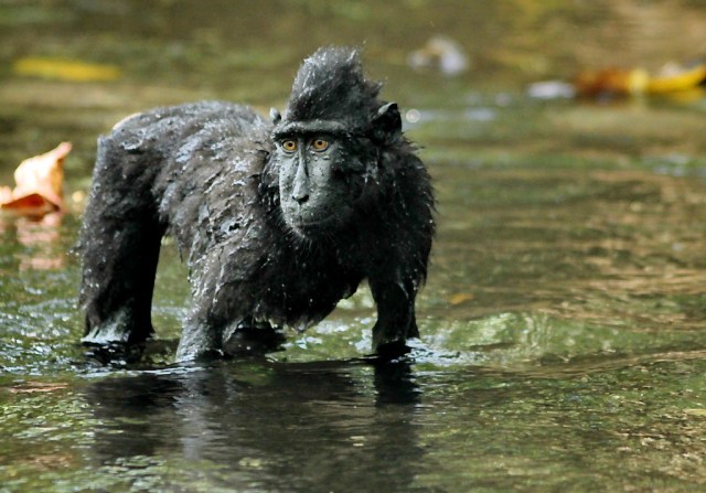 Monkey.jpg image