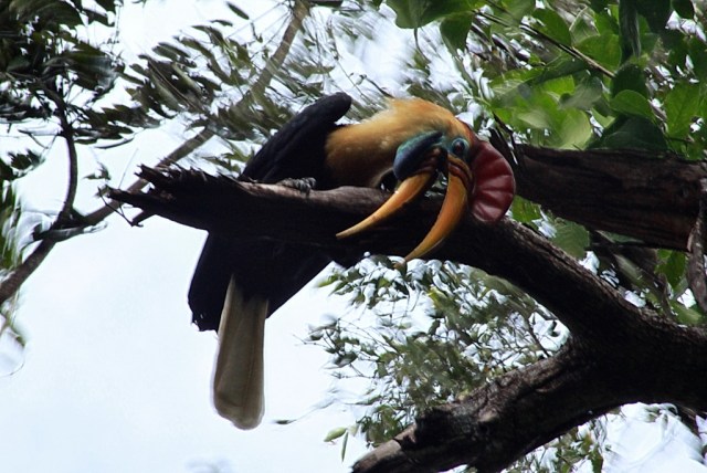 Rangkong 01.jpg image