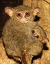 wpid-tarsius-spectrum-001.jpg.jpeg