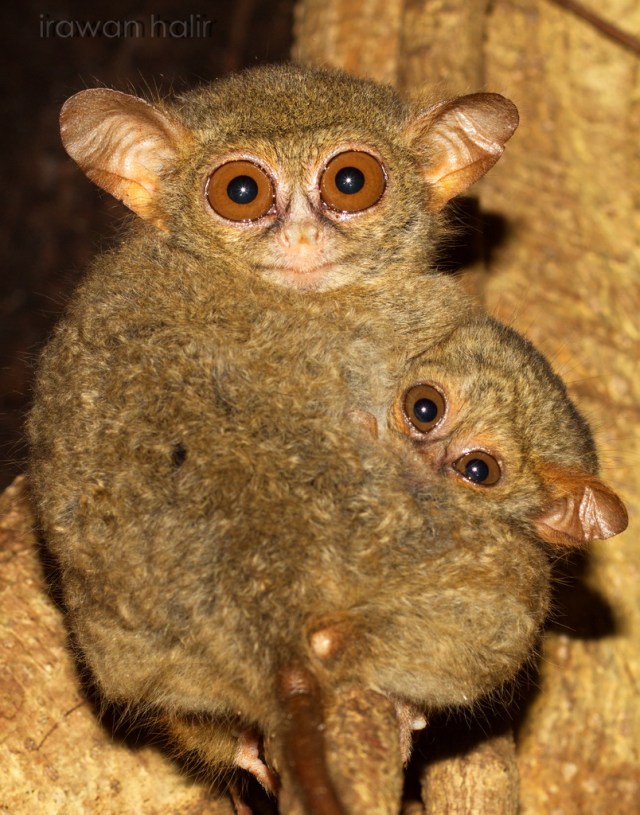 Tarsius spectrum 001.jpg image