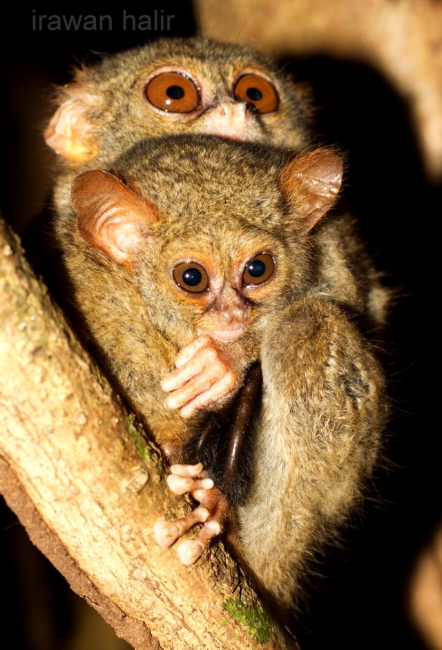 Tarsius spectrum 002.jpg image