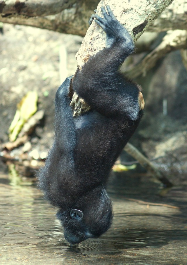 Drink II.jpg image