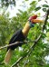 wpid-hornbill-ii.jpg.jpeg