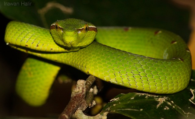 Viper 2.jpg image