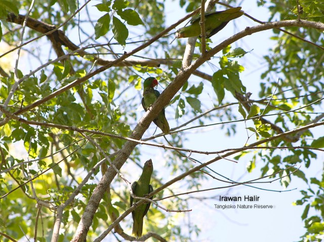 Blue Back Parrot.jpg image