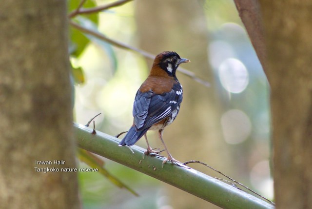 red back Trush.jpg image