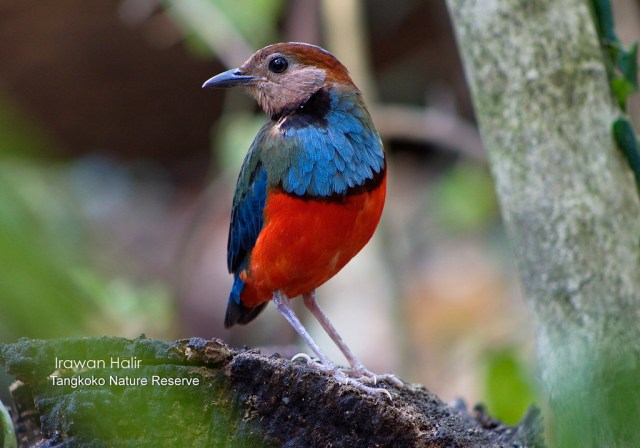 Red bellied Pitta.jpg image