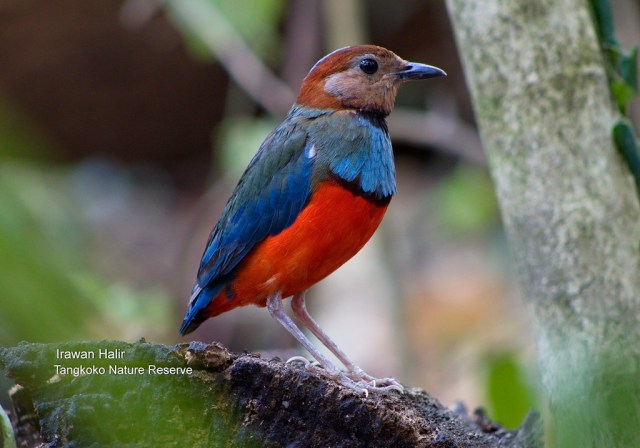Sulawesi Pitta.jpg image