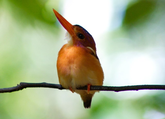 Sulawesi dwarf KF 3.jpg image
