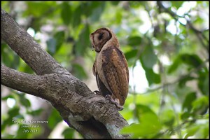 Minahasa masked-Owl