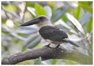 Black-Billed Kingfisher (5)