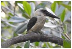 Black-Billed Kingfisher (6)