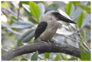 Black-Billed Kingfisher (6)
