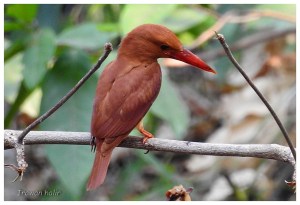Ruddy kingfisher (2)