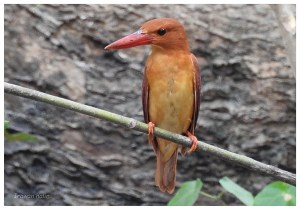 Ruddy kingfisher (3)