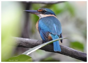 Sacred Kingfisher (3)
