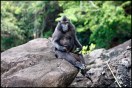 Black crested Macaque