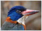 Green-backed Kingfisher (2)