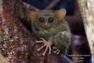 Mr.Tarsier