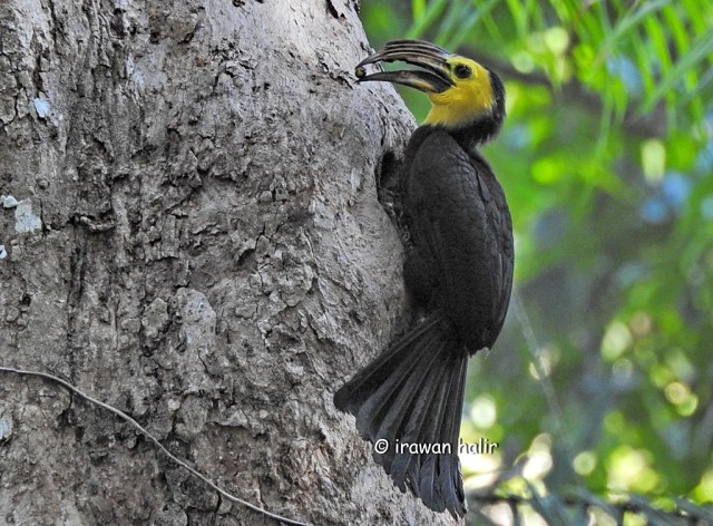 Sulawesi dwarf Hornbill (2)