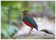 Sulawesi Pitta (57)