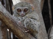 Tarsius (2)